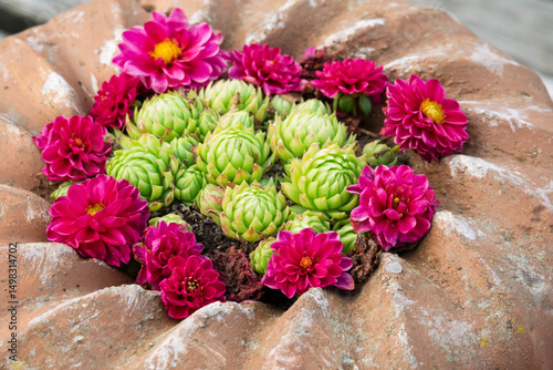 Dahlienblüten und Hauswurz (Sempervivum tectorum)