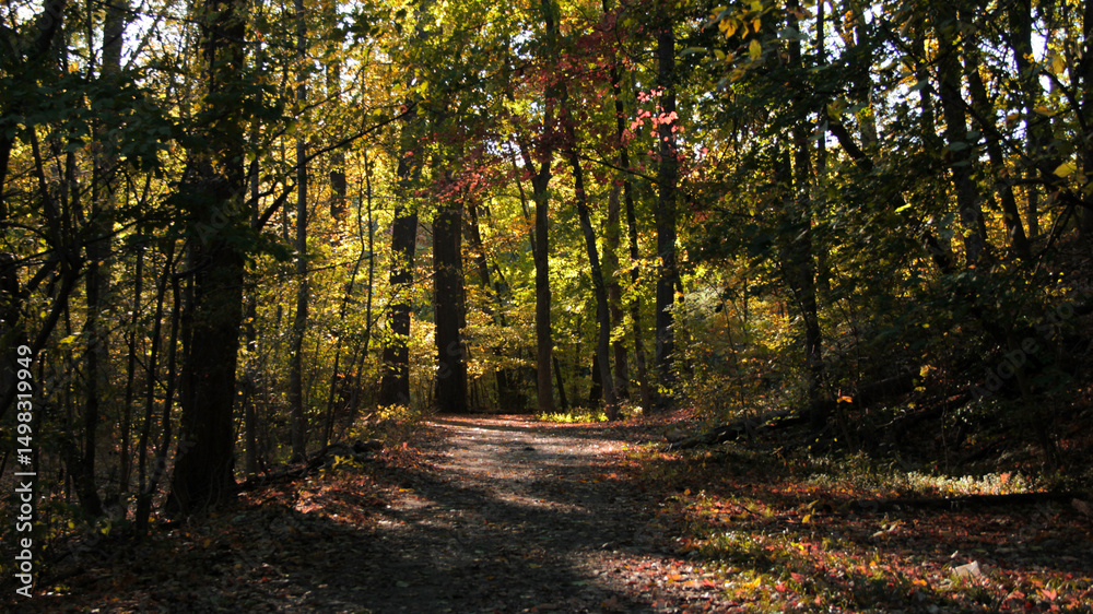 Obraz premium path in the forest