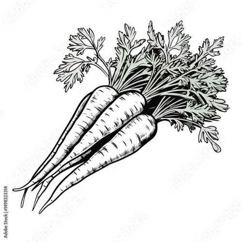 High-quality Black and White Vector Illustration of Fresh Carrot Vegetable Food for Healthy Diet Concepts