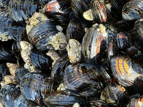 Live Mussels and Barnacles on Oregon Coast Rock, Fogarty Creek: Tightly packed sea life with deep tones and reflective shells, coastal macro detail. Beach hike, travel.