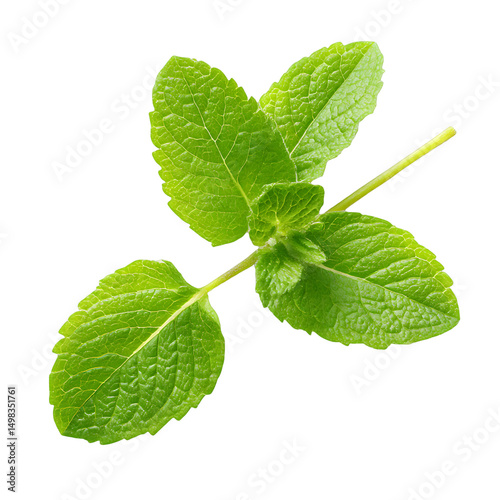 Mint Leaf: Close-up of a vibrant green mint leaf, showcasing its refreshing aroma and verdant beauty.