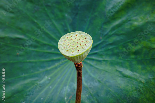  A close-up of a lotus seed pod, showcasing its unique texture and pattern against a backdrop of a large green lotus leaf.