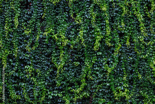 A vibrant wall entirely covered with dense green ivy and climbing plants, creating a lush, natural background.
