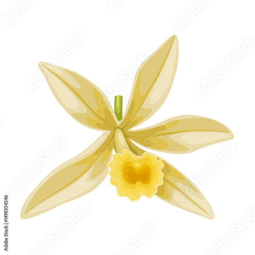 Illustration of vanilla flower, isolated on white background.