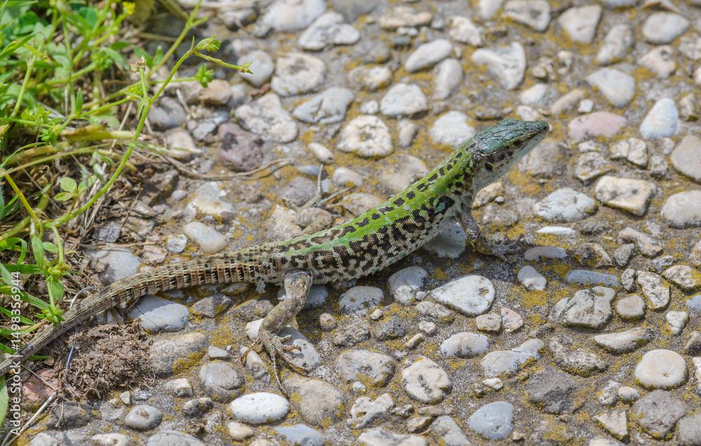 Fototapeta premium Field lizard (Podarcis siculus), on a rough stone surface under intense sunlight, Tuscany, Italy