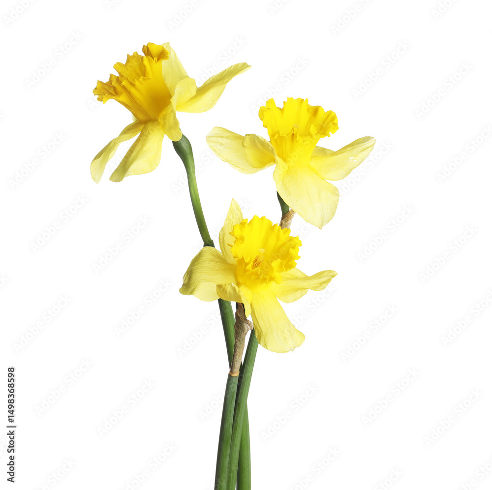 Fototapeta premium Three beautiful yellow daffodils isolated on white
