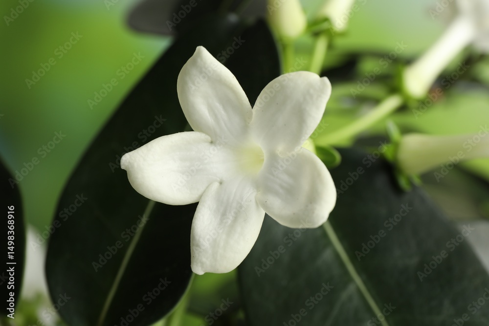 Obraz premium Beautiful jasmine plant with flowers on blurred background, closeup