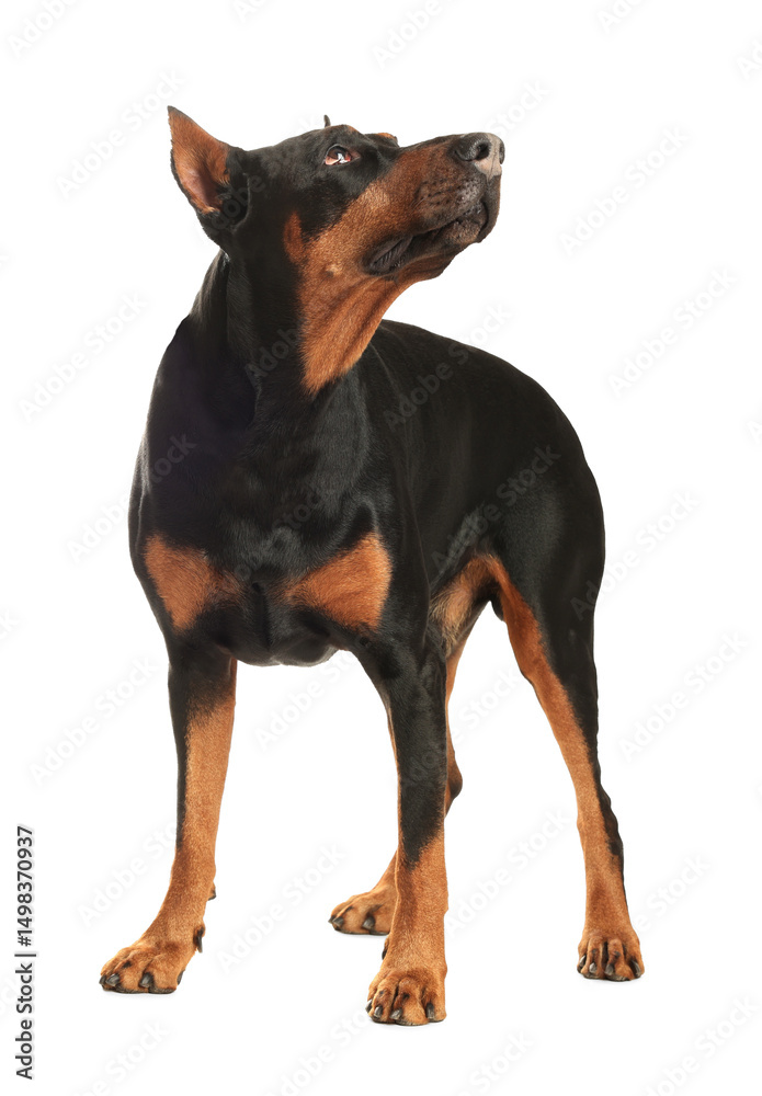 Adorable big Dobermann dog on white background Adorable big Dobermann dog on white background