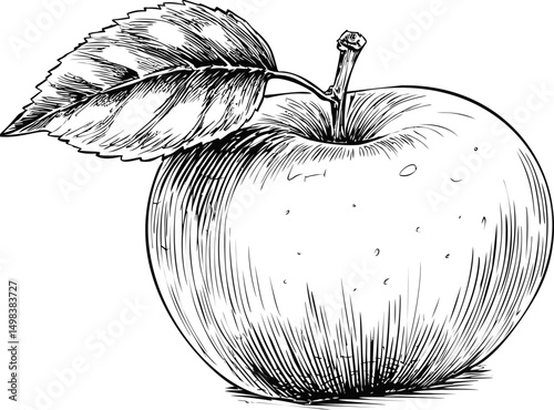 Detailed black and white drawing of an apple with a leaf, sketched illustration. Vector illustration