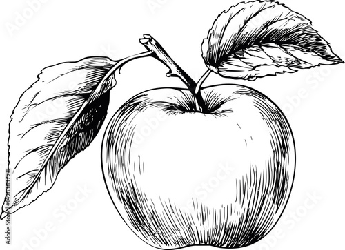 Black and white drawing of an apple with two leaves on a branch, illustration. Vector illustration