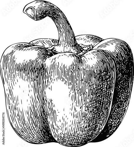 Hand-drawn bell pepper with detailed sketch lines, black and white illustration. Vector illustration
