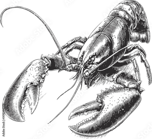Detailed illustration of a lobster with intricate linework sketch style. Vector illustration
