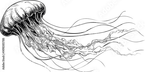 Intricate black and white sketch of a jellyfish with long flowing tentacles. Vector illustration