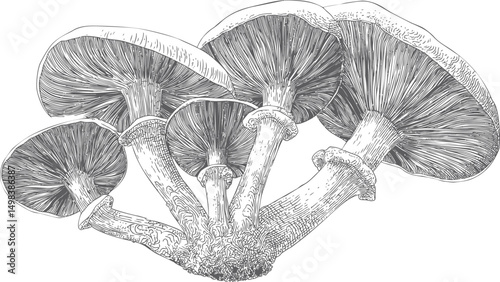 Detailed line art illustration of cluster of mushrooms in black and white sketch. Vector illustration