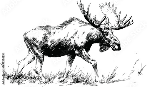 Black and white sketch of a moose walking on grass in detailed illustration. Vector illustration