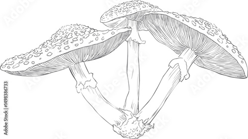 Three detailed mushrooms line drawing illustrating natural forms concept art. Vector illustration
