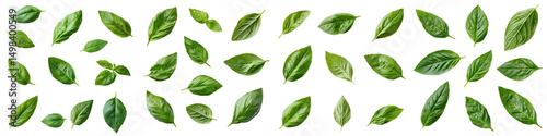 A collage of various green leaves and foliage. long_title:A diverse collection of fresh, vibrant green leaves and foliage, showcasing the lush, natural
