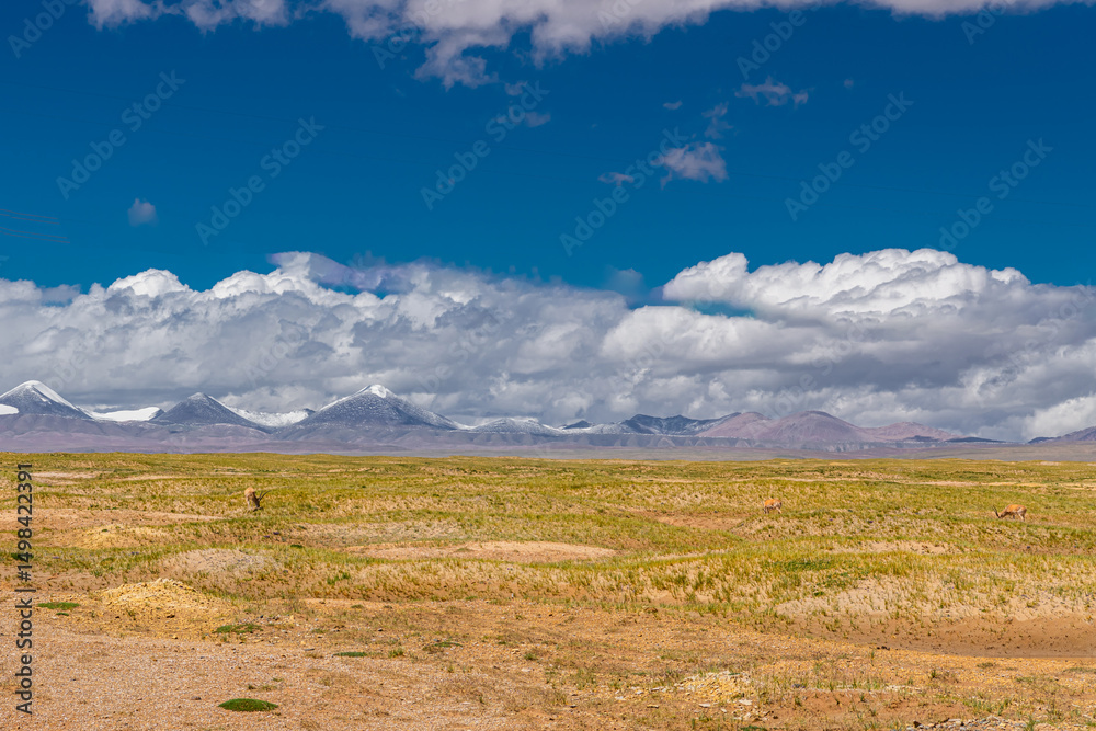 Tibetan antelopes eating the grass next to Snow-capped mountains scenery in Hoh Xil, China Tibetan antelopes eating the grass next to Snow-capped mountains scenery in Hoh Xil, China