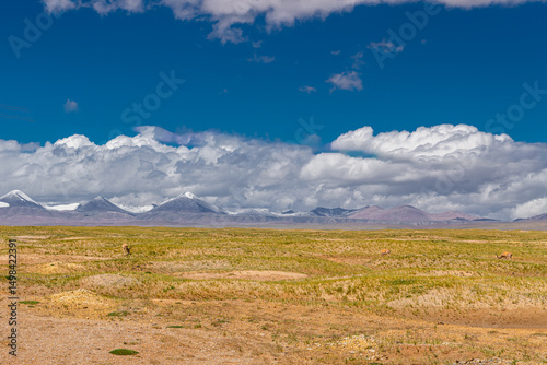 Tibetan antelopes eating the grass next to Snow-capped mountains scenery in Hoh Xil, China