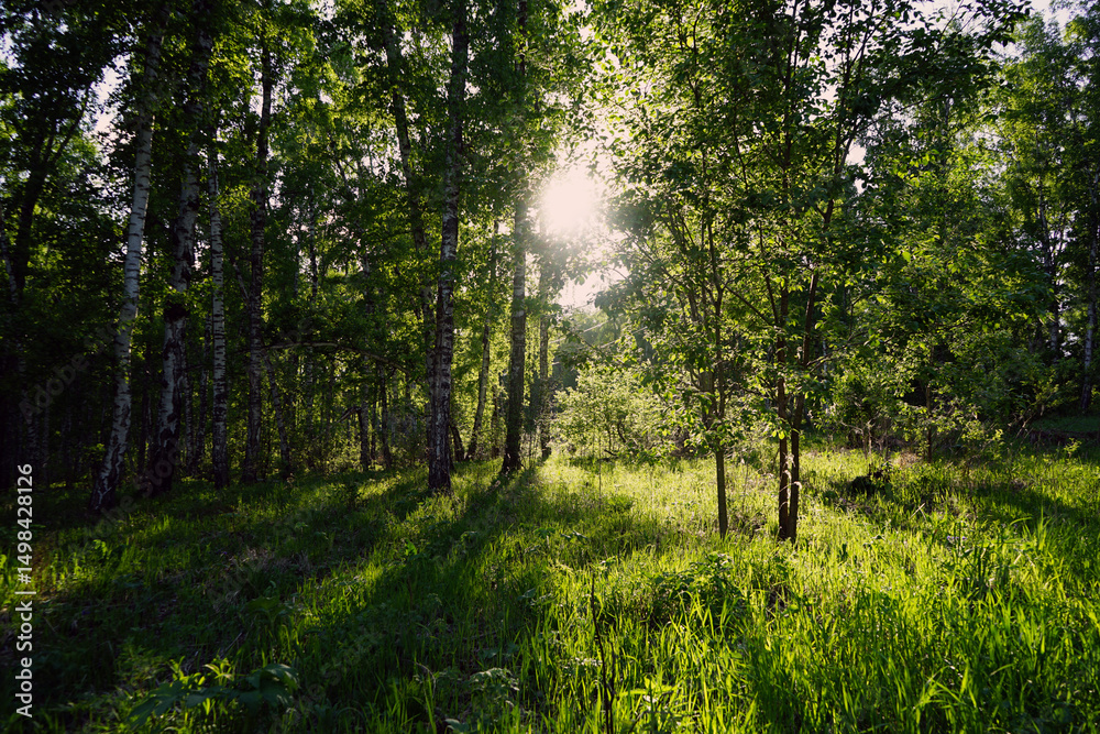 Fototapeta premium Birch trees. Green grass, herbaceous plants. Beautiful nature background. Sun rays morning shadows. Forest glade. Outdoors environment eco ecology concept.