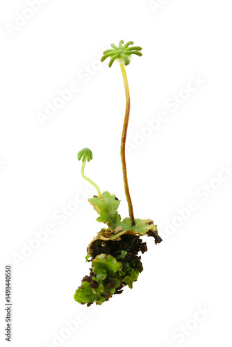 liverwort isolated on a white background, Marchantia polymorpha