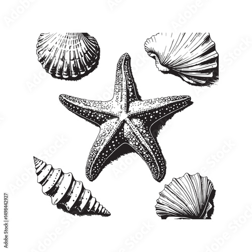 Hand Drawn Starfish and Seashells Illustration,
Vintage Sea Life Sketch with Starfish and Shells,
Black and White Starfish and Shell Collection,
Nautical Marine Elements in Engraved Style,