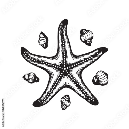Nautical Marine Elements in Engraved Style,
Detailed Starfish and Shells Drawing,
Ocean Creatures Hand Drawn Line Art
Etching Style Sea Star and Shells Illustration,
