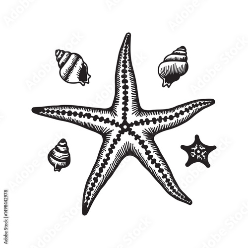 Nautical Marine Elements in Engraved Style,
Detailed Starfish and Shells Drawing,
Ocean Creatures Hand Drawn Line Art
Etching Style Sea Star and Shells Illustration,