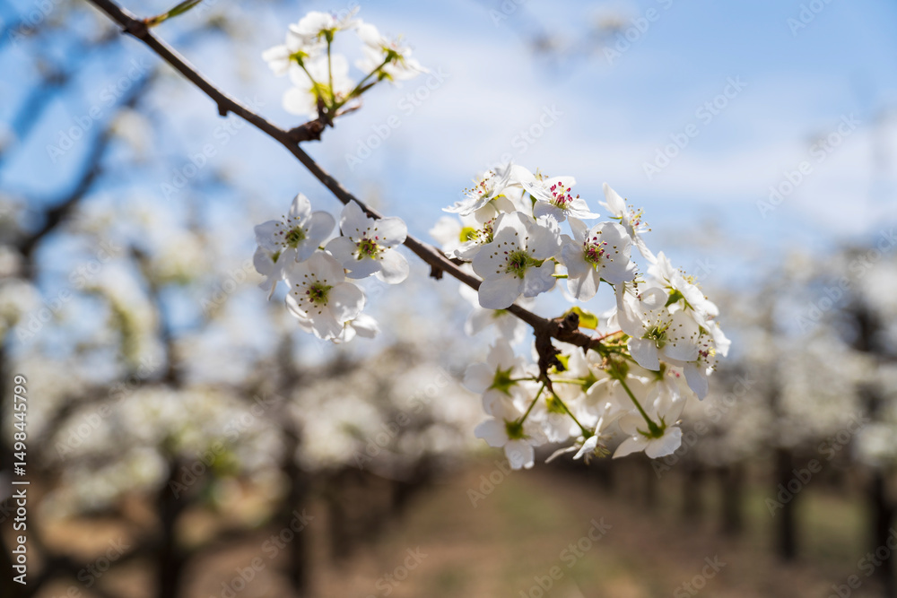 Obraz premium Pear flowers bloom in spring