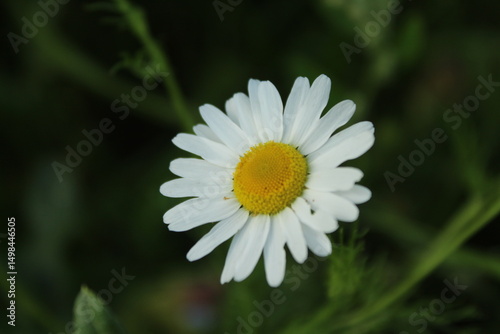 Oxeye daisy in the field background