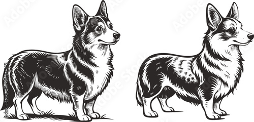Corgis standing side by side black and white illustration