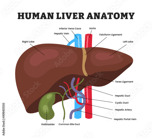 Human Liver anatomy structure diagram, educational medical poster design healthcare scheme, human liver internal organs. Labeled gallbladder, bile duct, aorta, artery, vena cava, vein, hepatic.