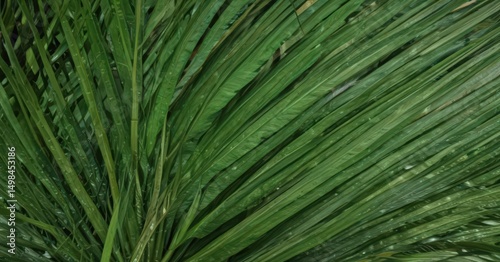 Vibrant green tropical palm leaf texture, close-up detail , design, wallpaper, closeup