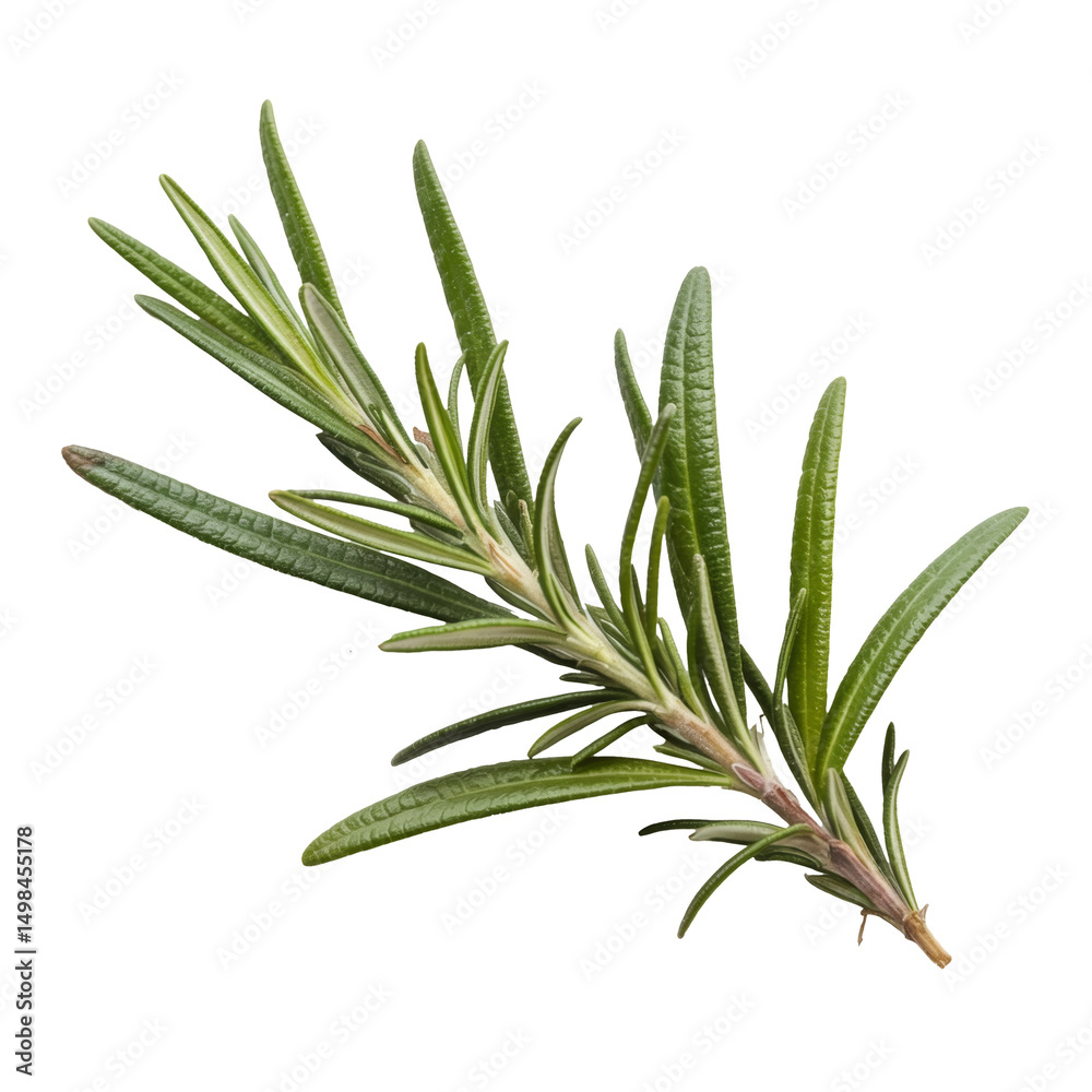 Fototapeta premium rosemary sprig isolated on white background.