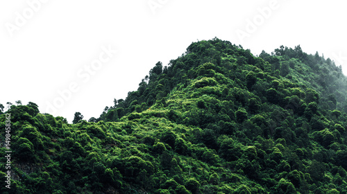 Fototapeta Naklejka Na Ścianę i Meble -  Lush green mountain forest isolated on transparent background