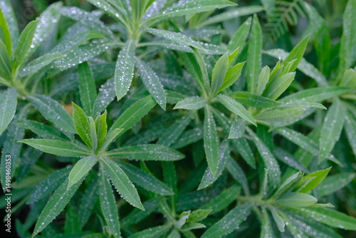 Walangan, Walangi, walang sangit plant, Javanese coriander or walang sangit leaves or Eryngium foetidum is a species of tropical perennial plant in the Apiaceae family. green leaf with sparkling dew