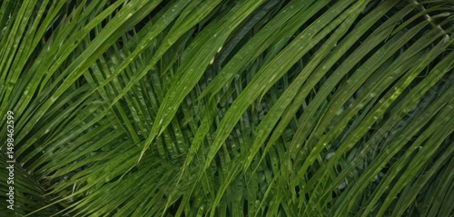 Vibrant green palm frond texture, close-up detail, closeup shot, vibrant green, nature