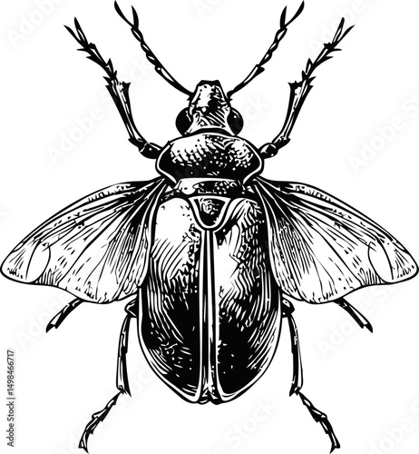 Detailed black and white illustration of a beetle with intricate linework. Vector illustration