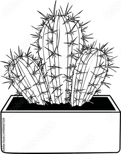 Line drawing of three spiky cacti in a rectangular pot, artistic illustration. Vector illustration