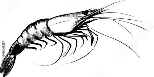 Black and white illustration of a detailed shrimp sketch. Vector illustration