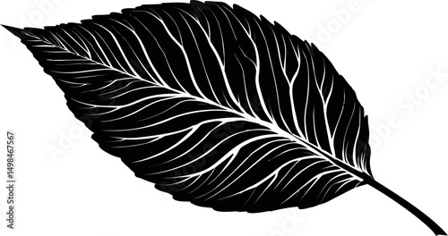 Silhouette of a detailed leaf with intricate vein patterns in black and white. Vector illustration