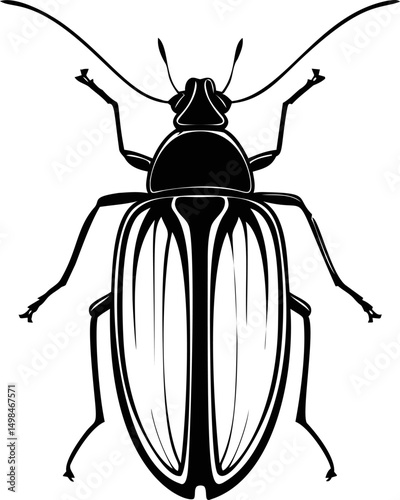 Black and white  of a beetle with detailed wings and antennae. Vector illustration