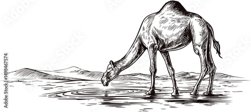 Camel drinking from a desert oasis with distant mountains, line art illustration. Vector illustration