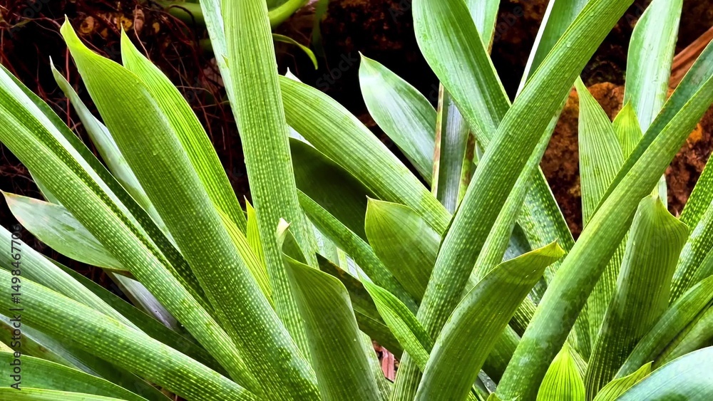 Fototapeta premium Lush and vibrant green tropical plant foliage showcased in stunning closeup detail photography