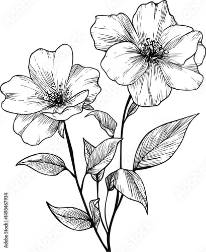 Wallpaper Mural Line drawing of two large flowers with detailed leaves and elegant stems. Vector illustration Torontodigital.ca
