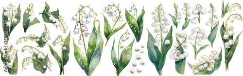 lily of valley watercolor clipart