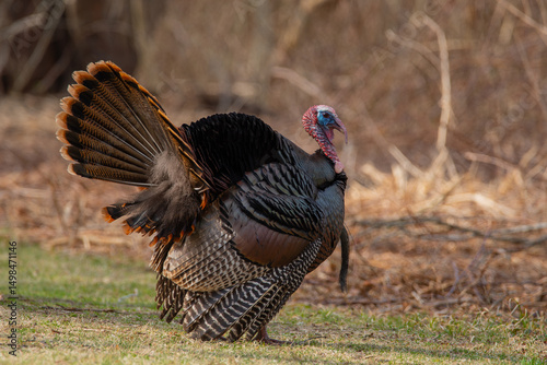 Wild Turkey in field at Norman Bird Sanctuary