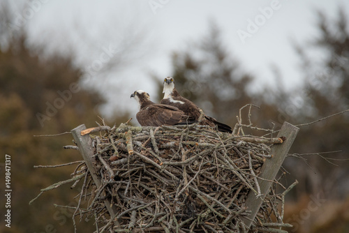 Ospreys in nest on Hazard Rhode in Rhode Island