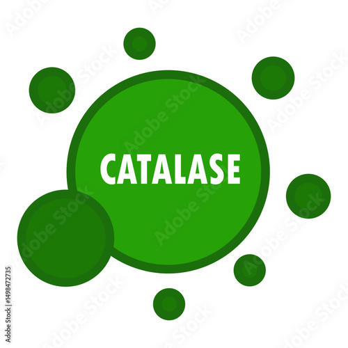 catalase