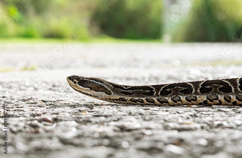 Urutú crossed pit viper snake photography on a sunny day in Buenos Aires, Argentina. (Bothrops alternatus)